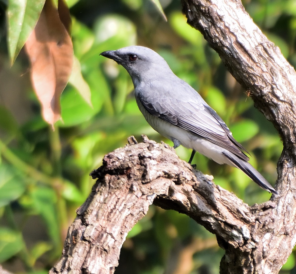 Large Cuckooshrike - Arun Prabhu