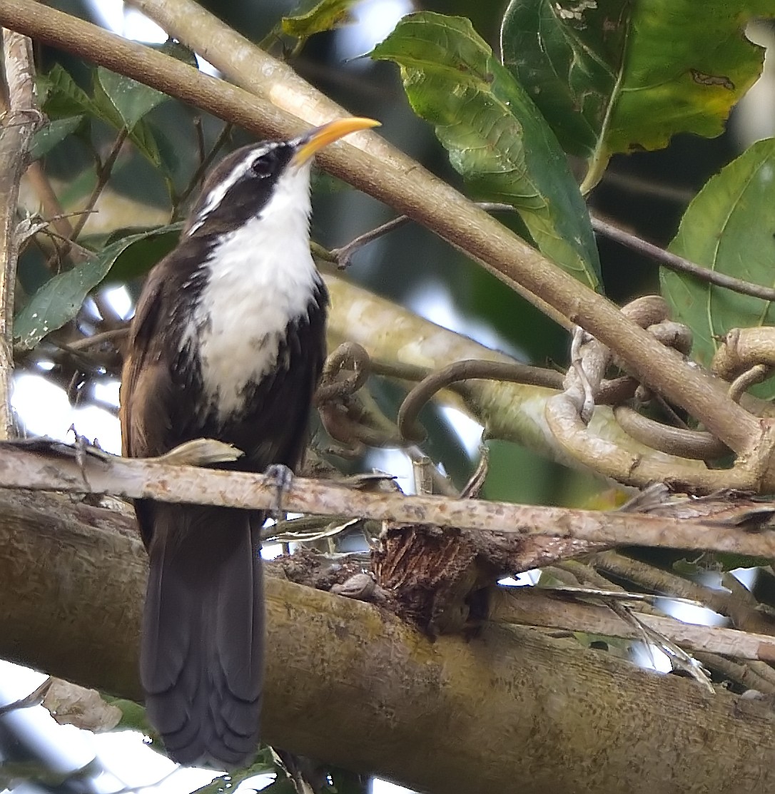 Indian Scimitar-Babbler - ML615421750