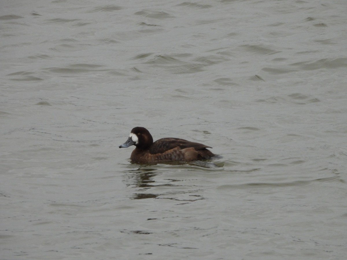 Greater Scaup - ML615421758