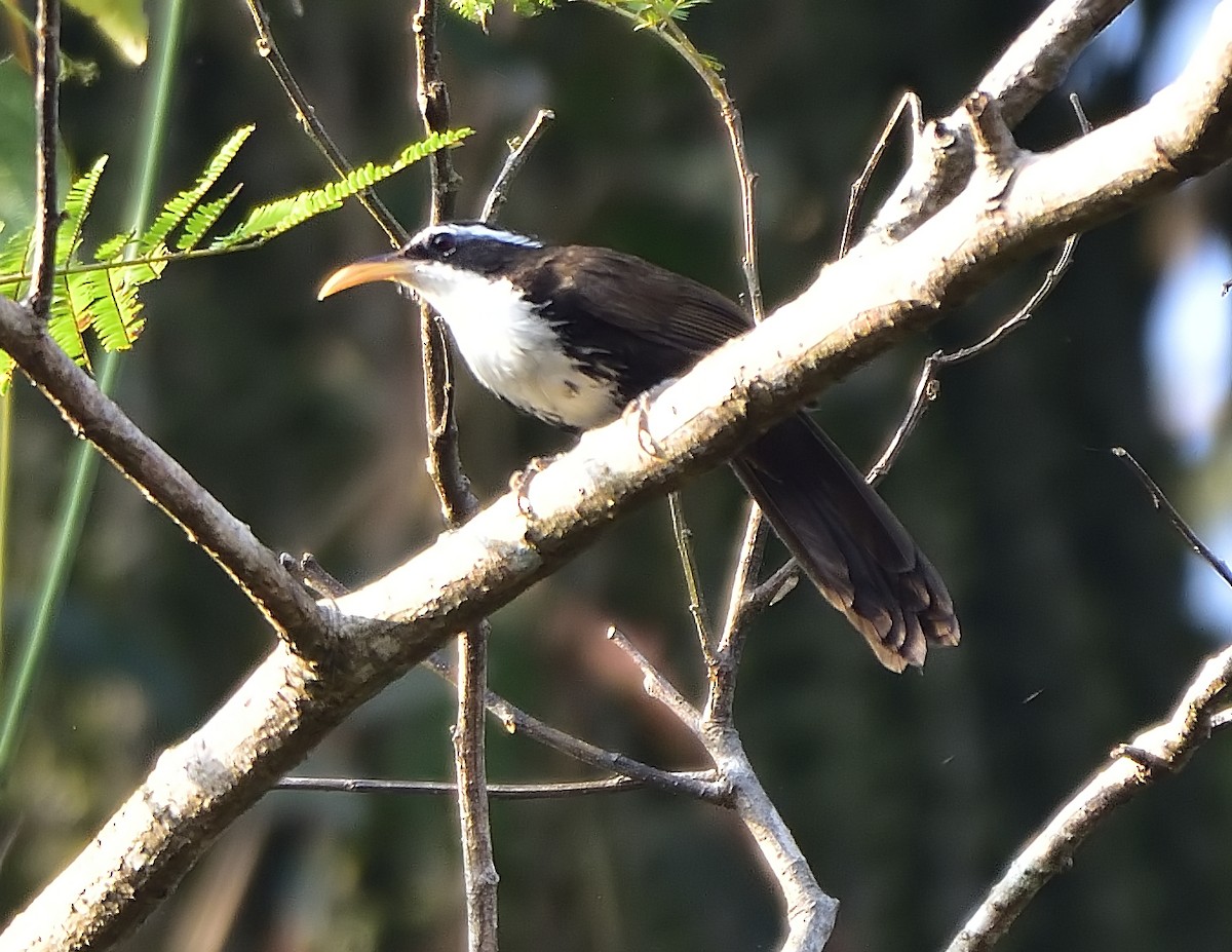 Indian Scimitar-Babbler - ML615421759