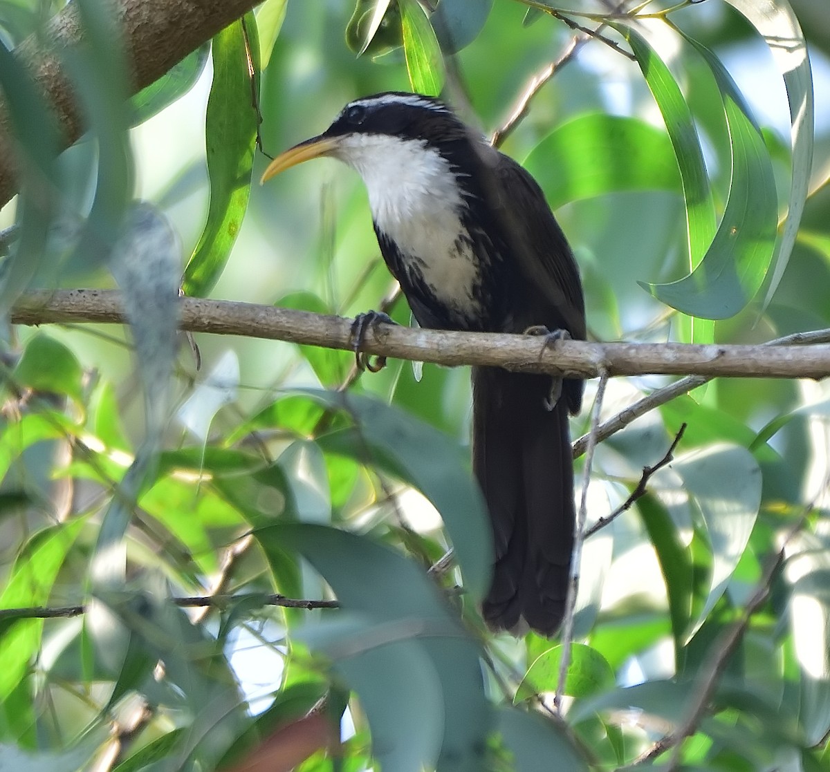 Indian Scimitar-Babbler - ML615421764