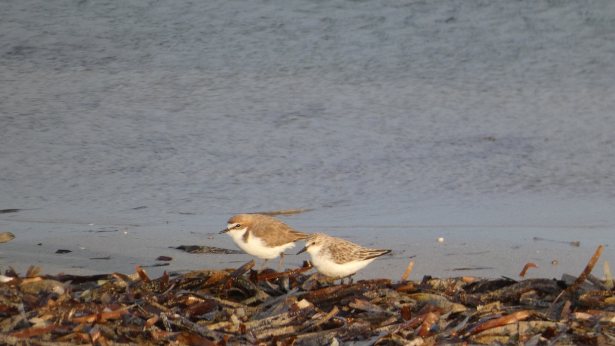 Red-capped Plover - Morgan Pickering