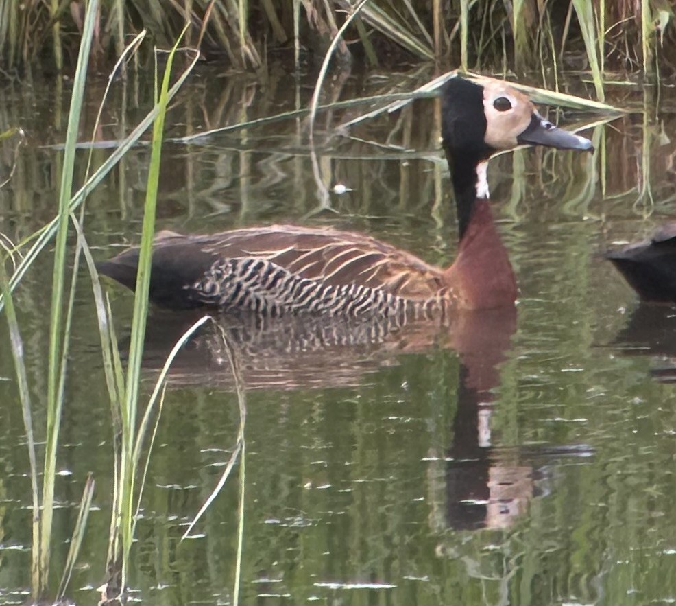 Dendrocygne veuf - ML615421814