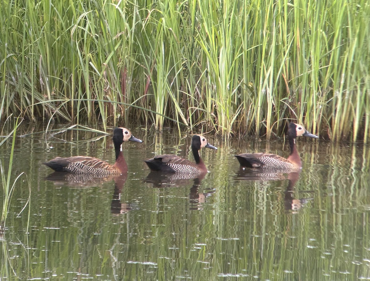 White-faced Whistling-Duck - ML615421815