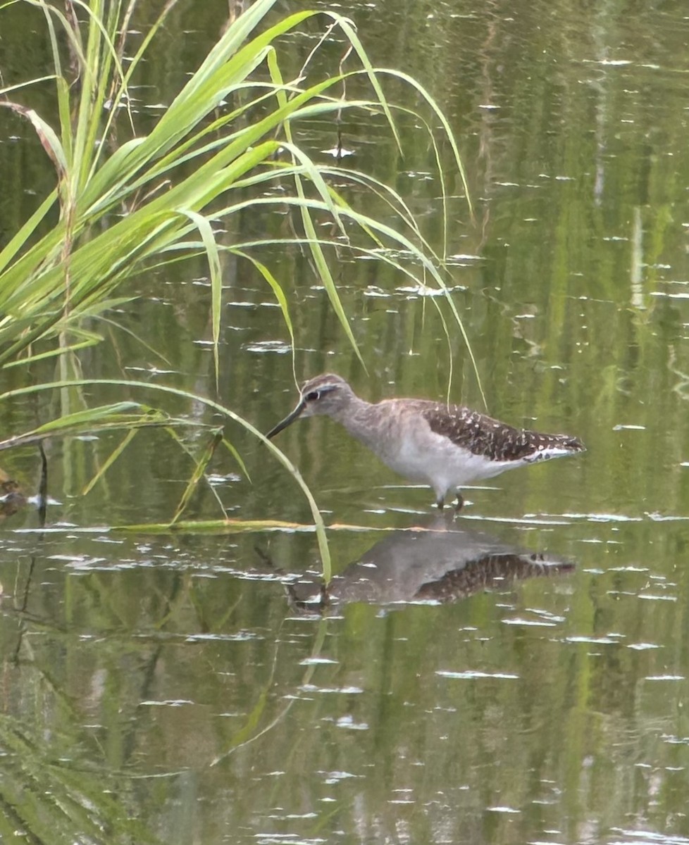 Wood Sandpiper - ML615421821