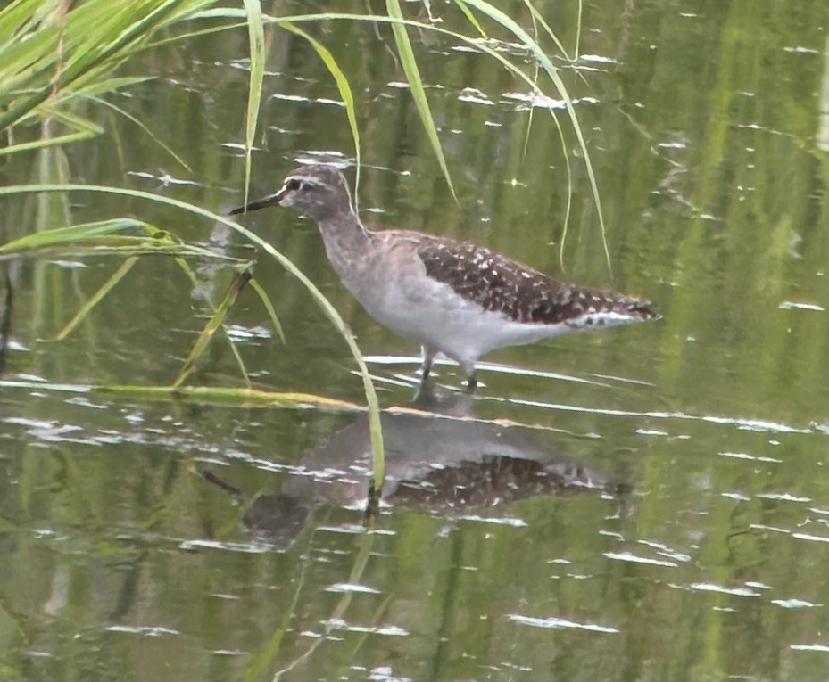 Wood Sandpiper - ML615421822