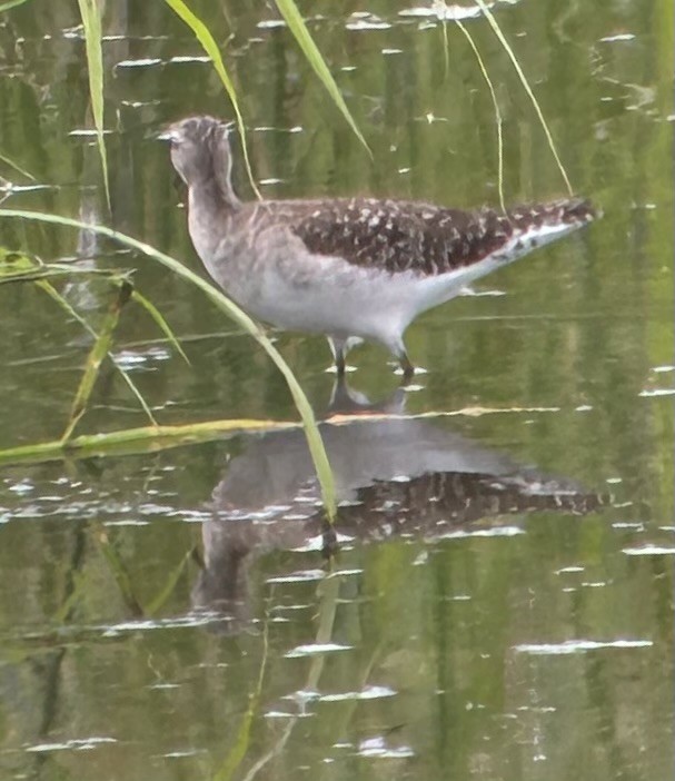 Wood Sandpiper - ML615421823