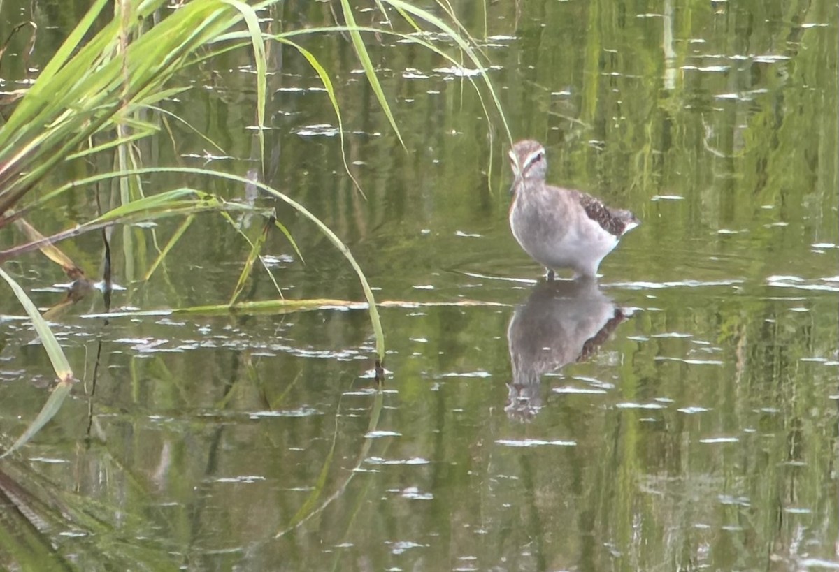 Wood Sandpiper - ML615421824