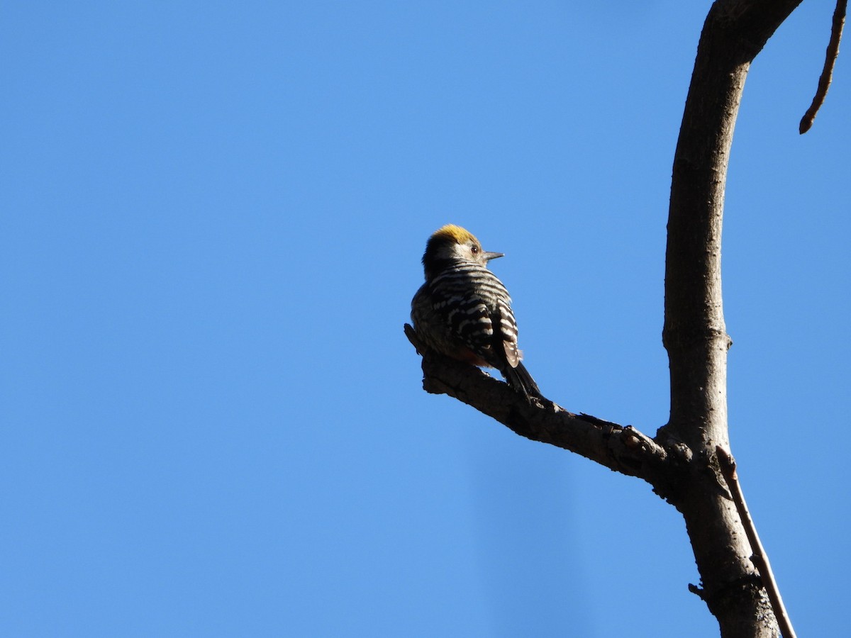 Brown-fronted Woodpecker - ML615421862
