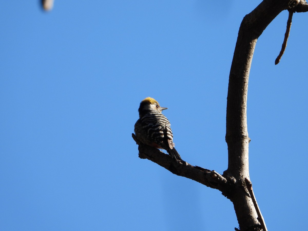 Brown-fronted Woodpecker - ML615421863