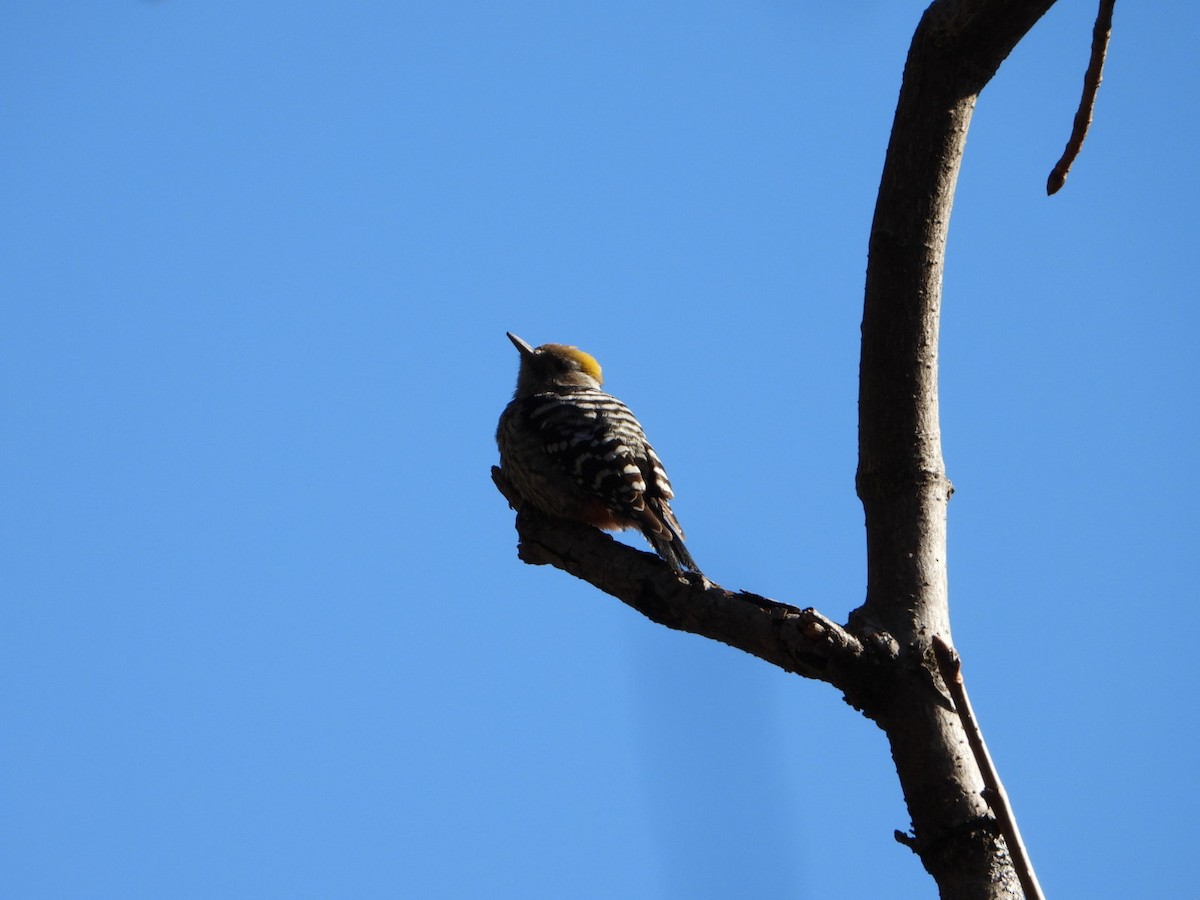Brown-fronted Woodpecker - ML615421864