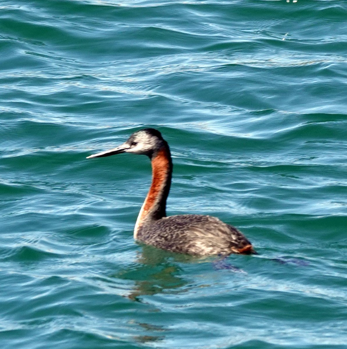 Great Grebe - ML615421869