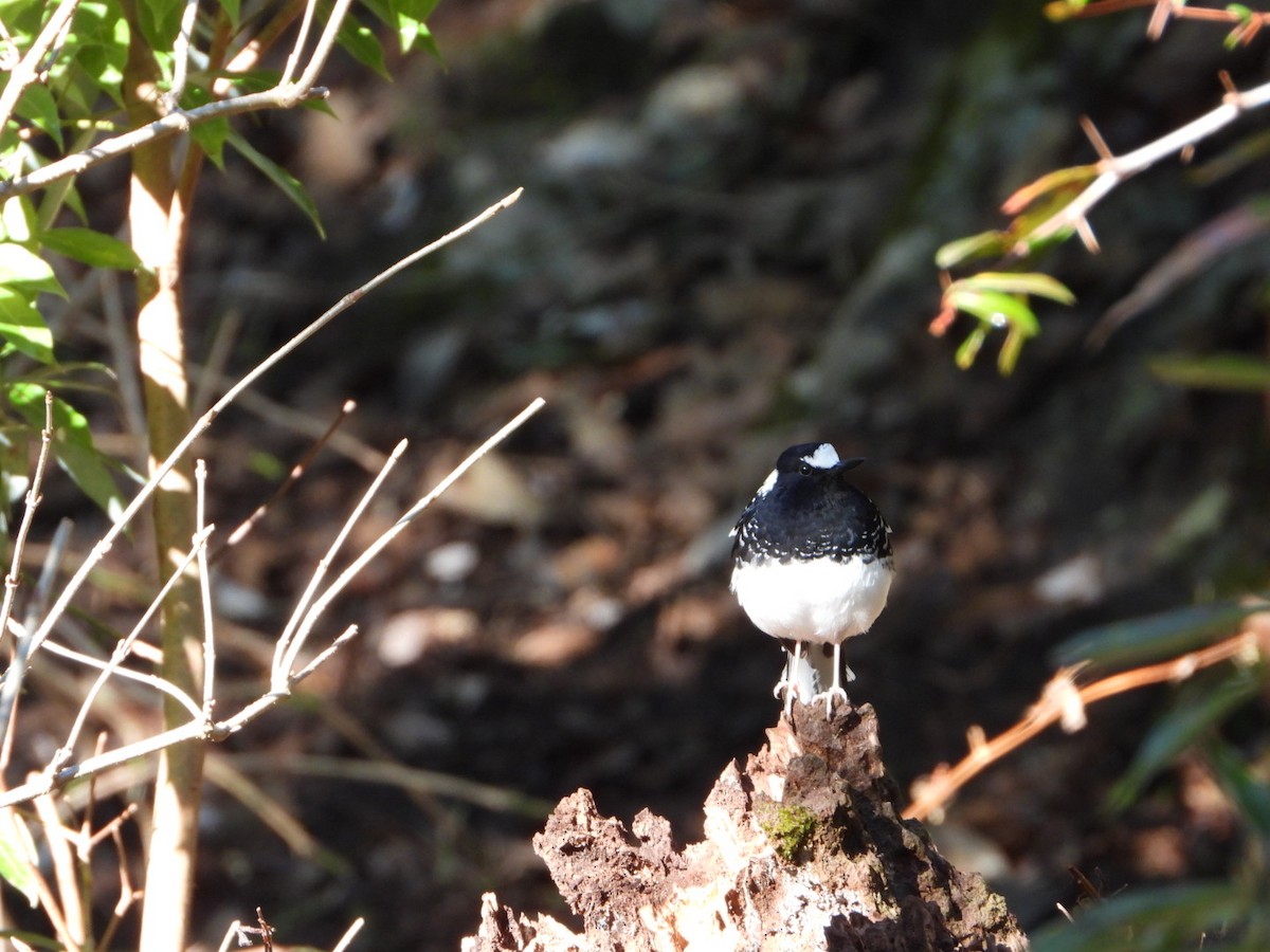 Spotted Forktail - ML615421891