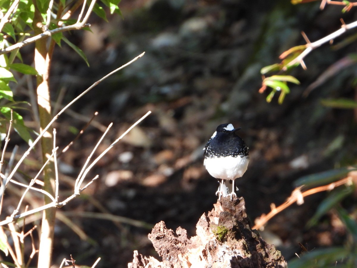 Spotted Forktail - ML615421892
