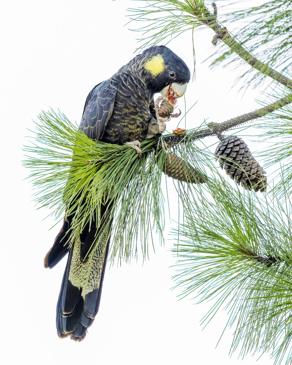 Yellow-tailed Black-Cockatoo - Jarrod Kath