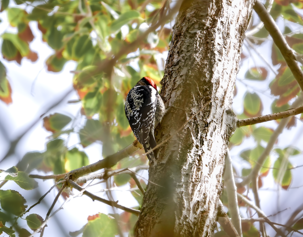 Rotnacken-Saftlecker - ML615421997