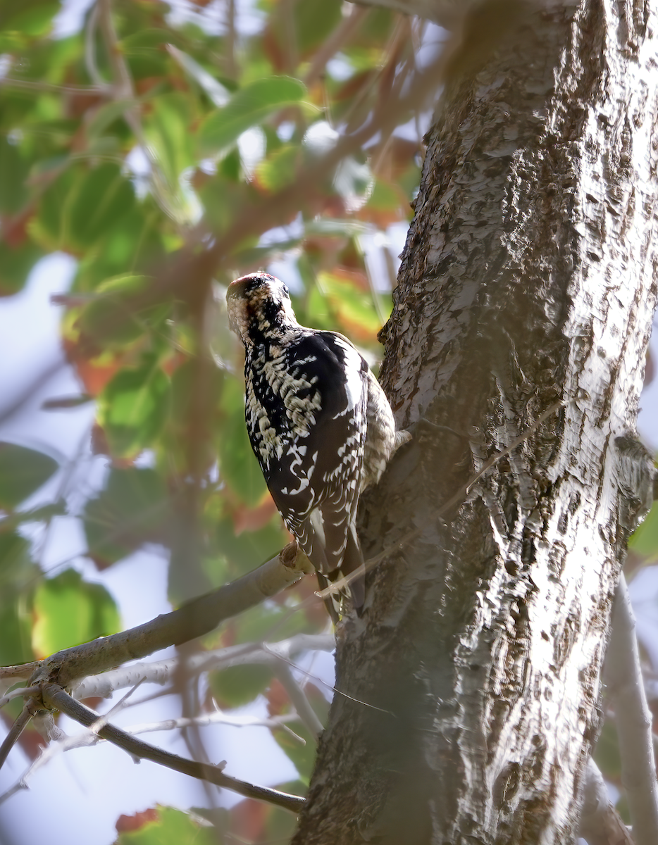 Rotnacken-Saftlecker - ML615421998