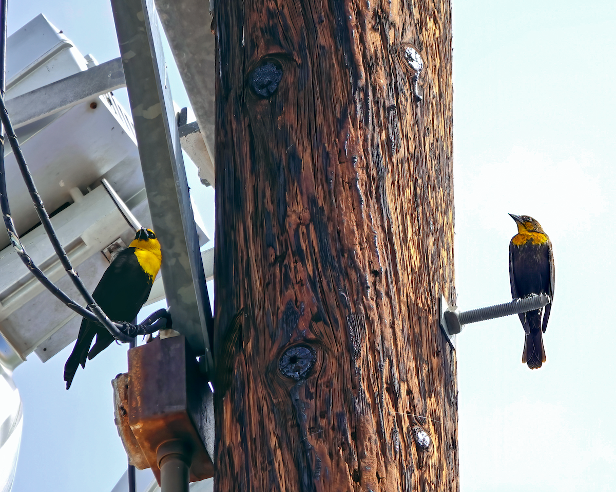 Brillenstärling - ML615422002