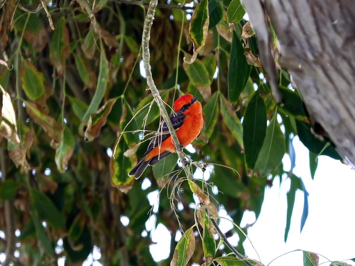 Rubintyrann - ML615422005