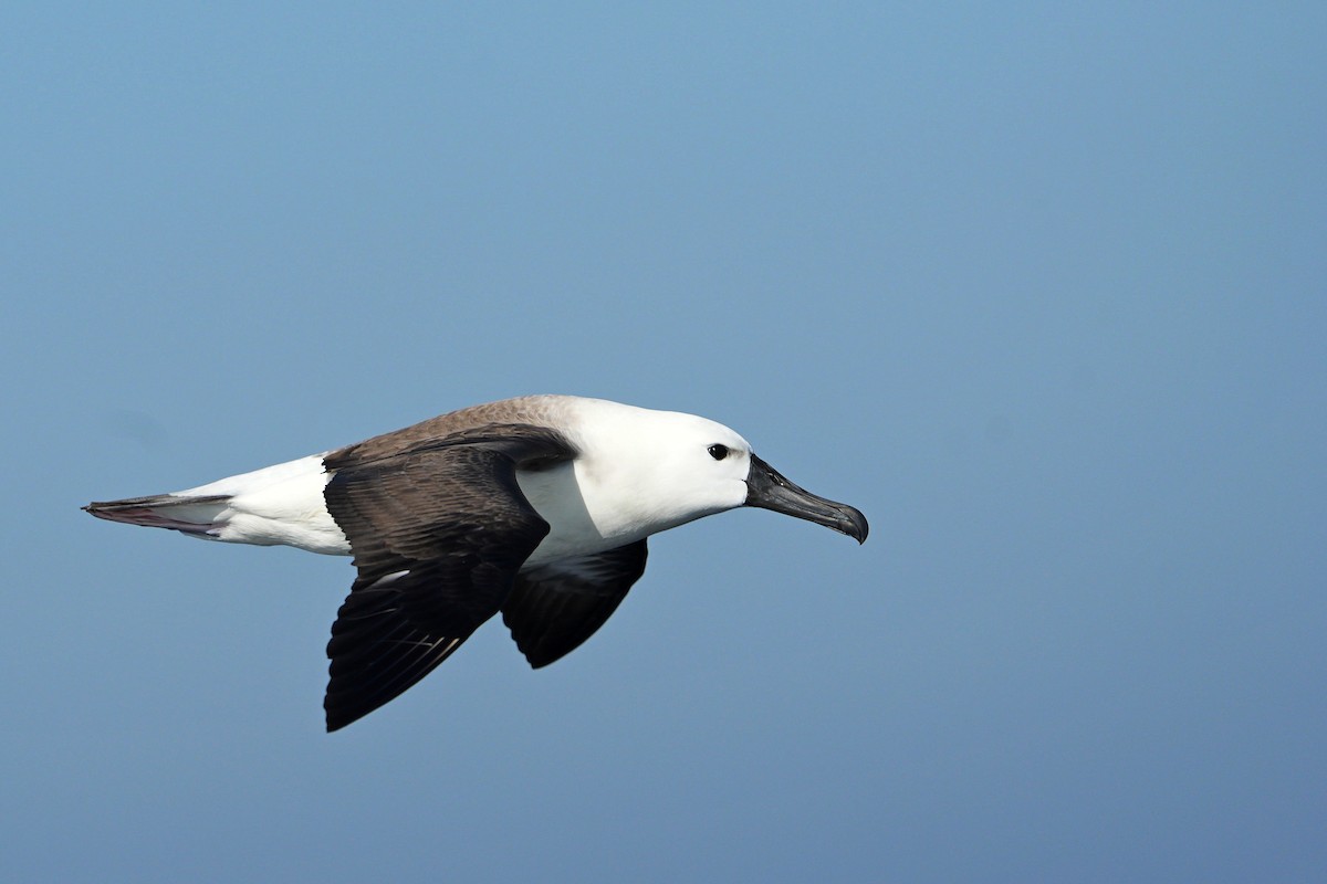 Albatros Picofino Pacífico - ML615422176