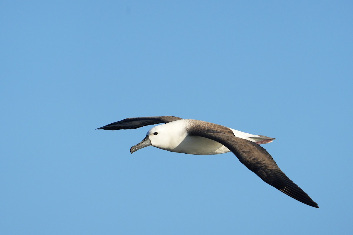 albatros Carterův - ML615422177