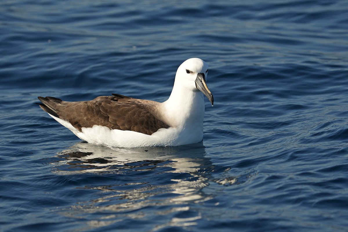 Indian Yellow-nosed Albatross - ML615422179