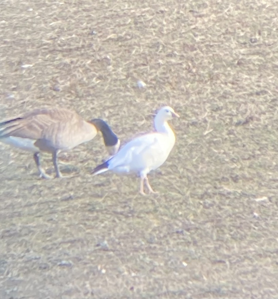 Ross's Goose - ML615422257