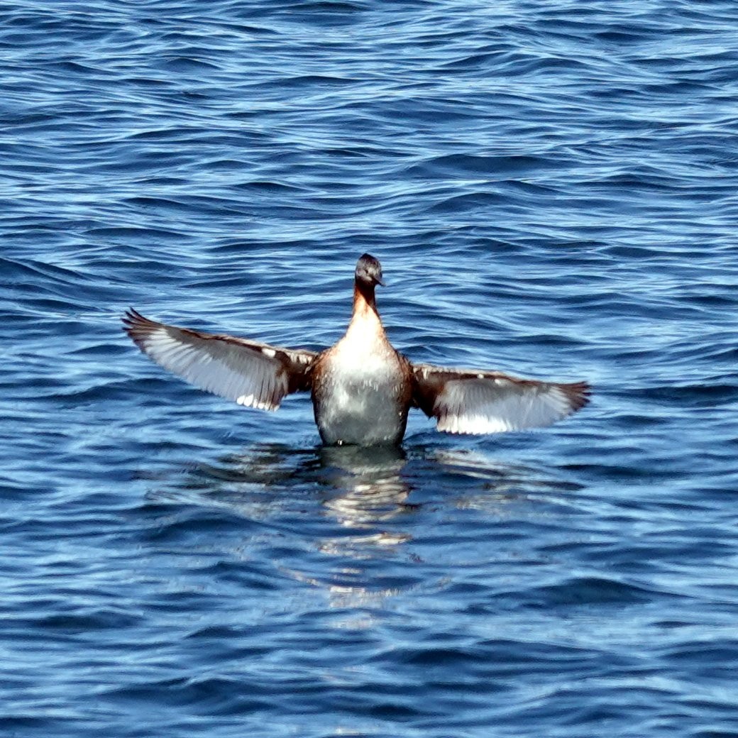 Great Grebe - ML615422264