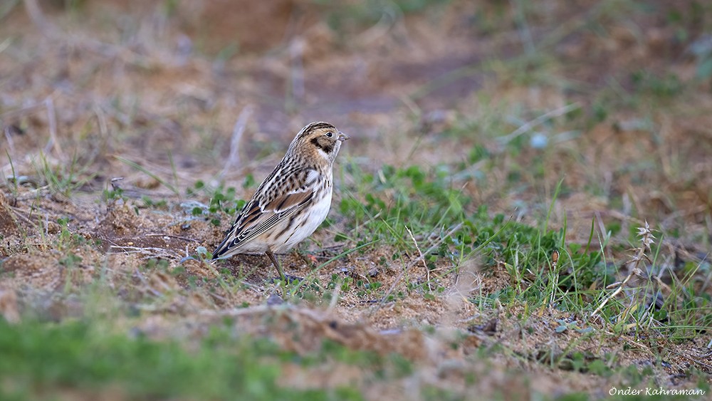 Lapland Longspur - ML615422273