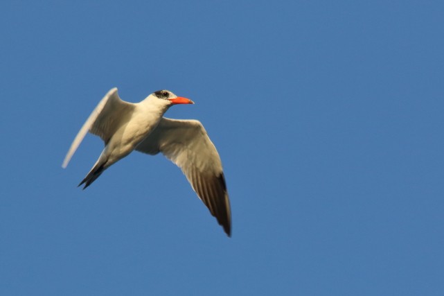 Caspian Tern - David Howdon