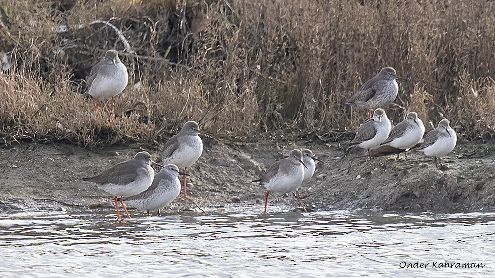 Red Knot - ML615422322