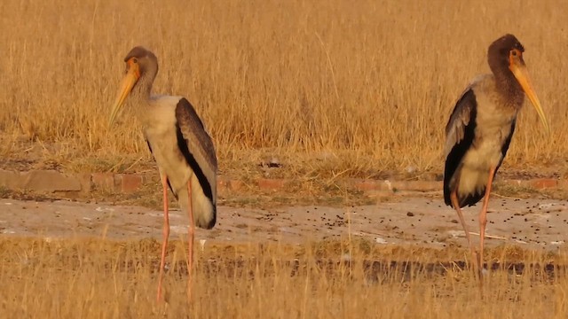 Painted Stork - ML615422378