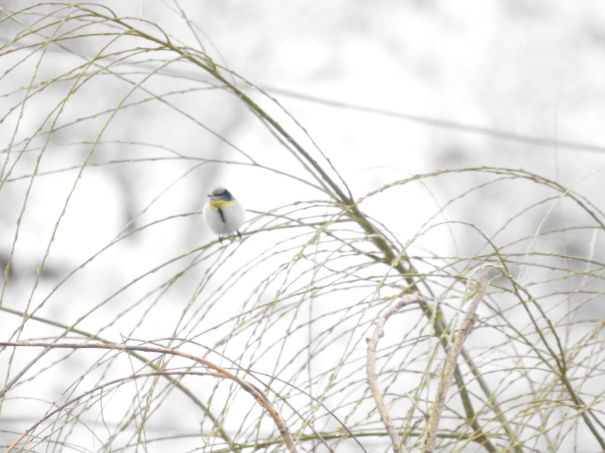 Azure Tit (Yellow-breasted) - ML615422386