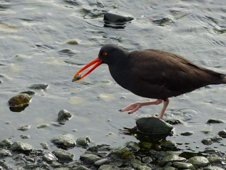 Black Oystercatcher - ML615422419