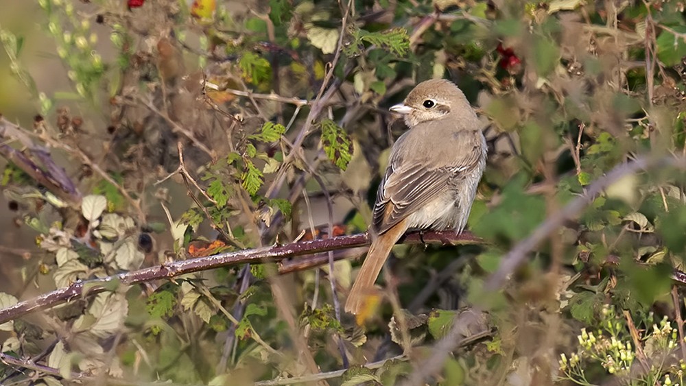 Isabelline Shrike - ML615422430