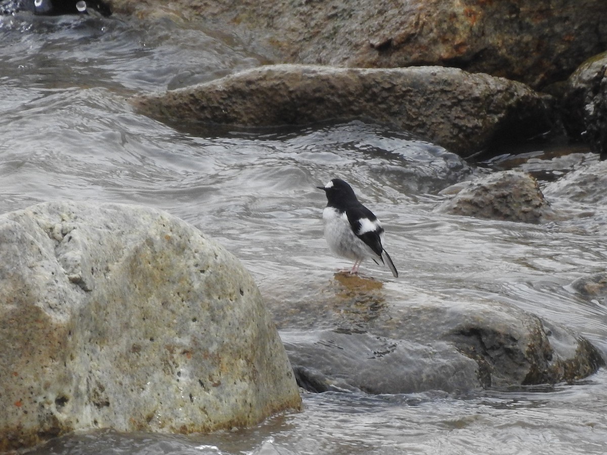 Little Forktail - ML615422434