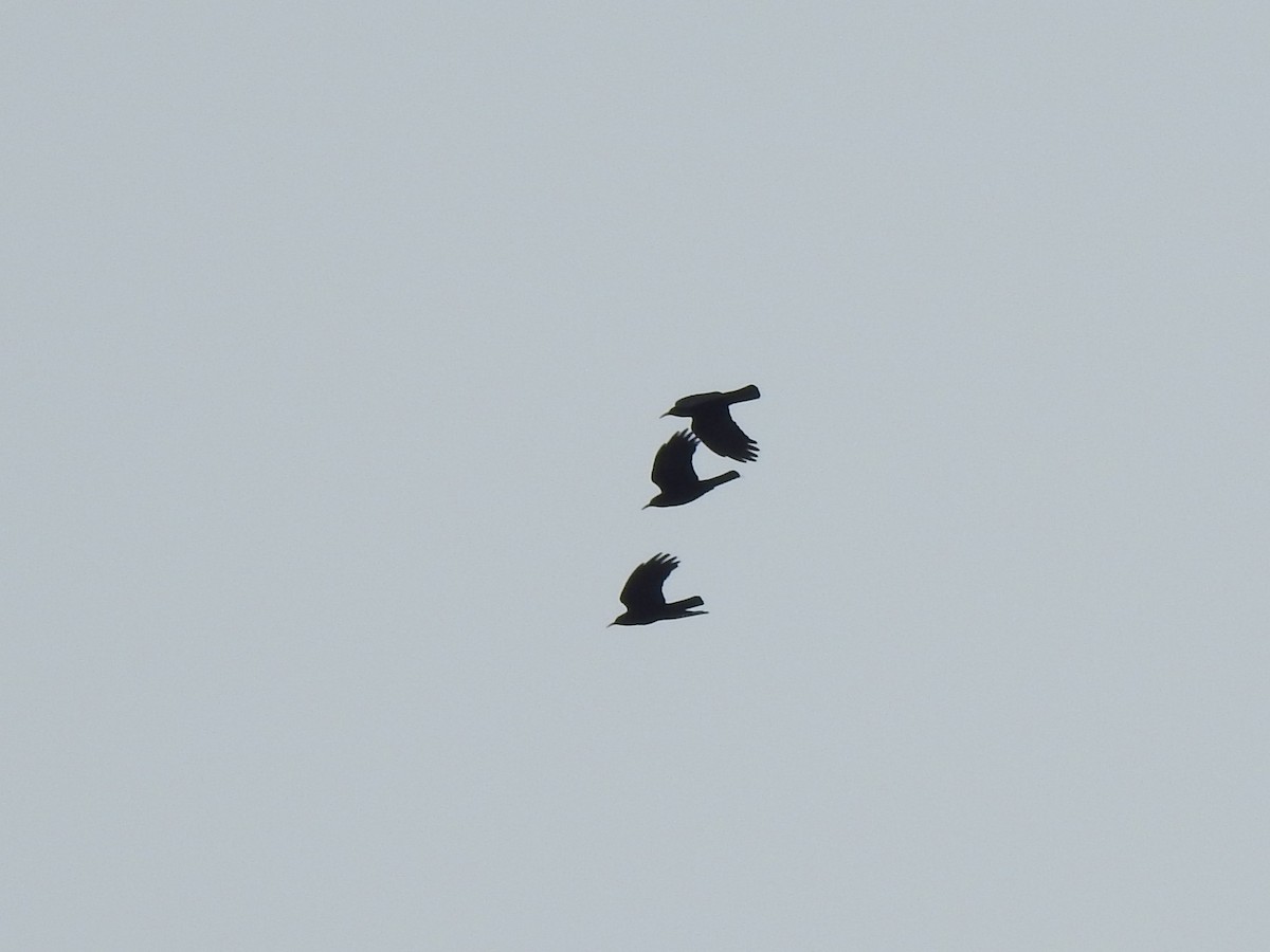 Red-billed Chough - ML615422446