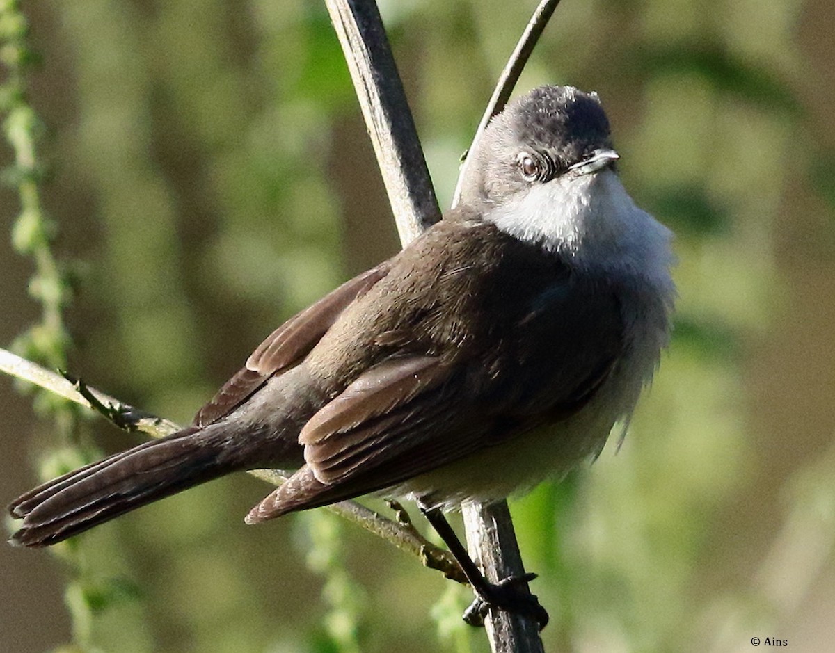 Lesser Whitethroat - ML615422447