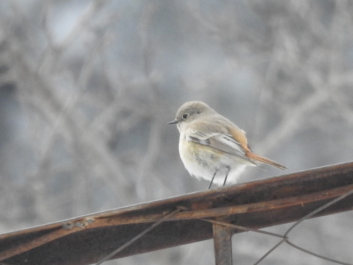 Rufous-backed Redstart - Philip Steiner