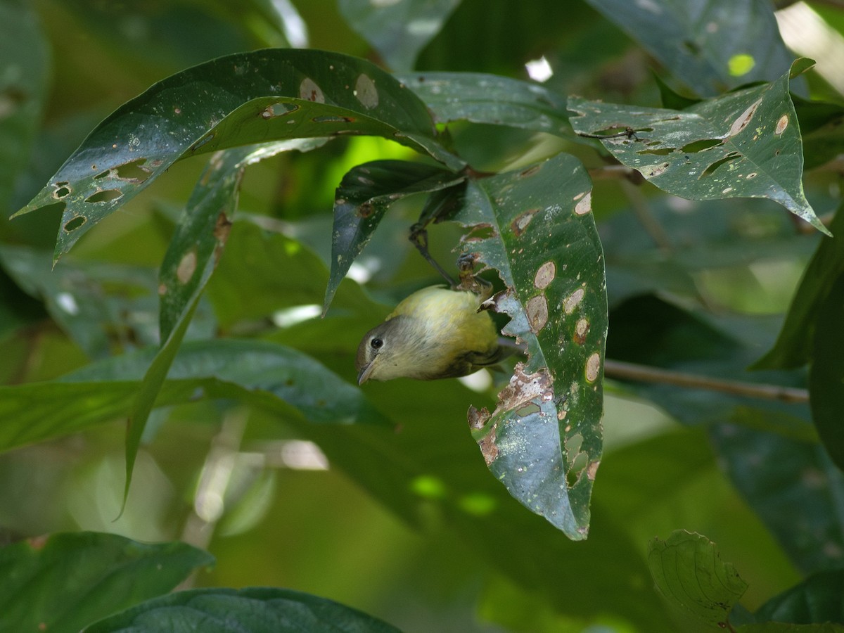 Puerto-Rico-Vireo - ML615422477