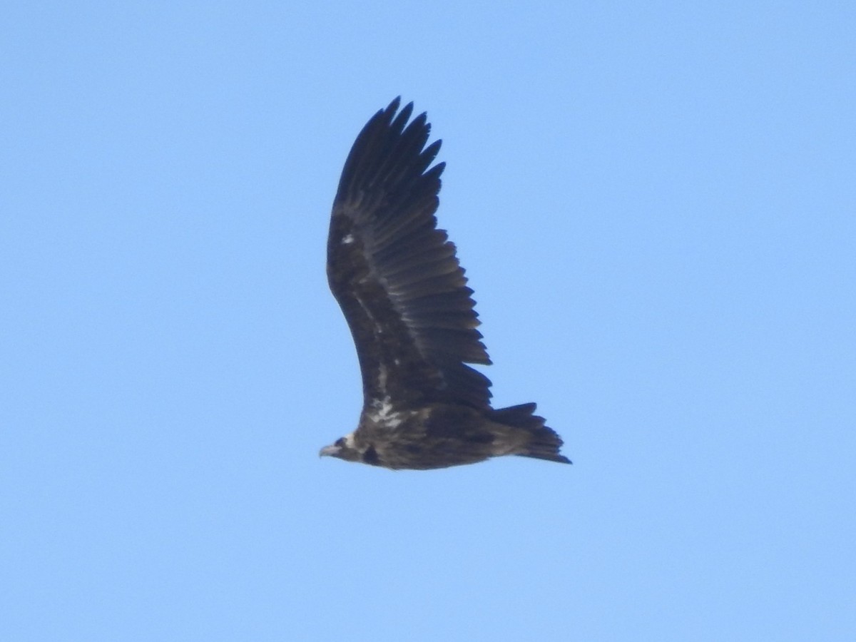 Cinereous Vulture - ML615422486
