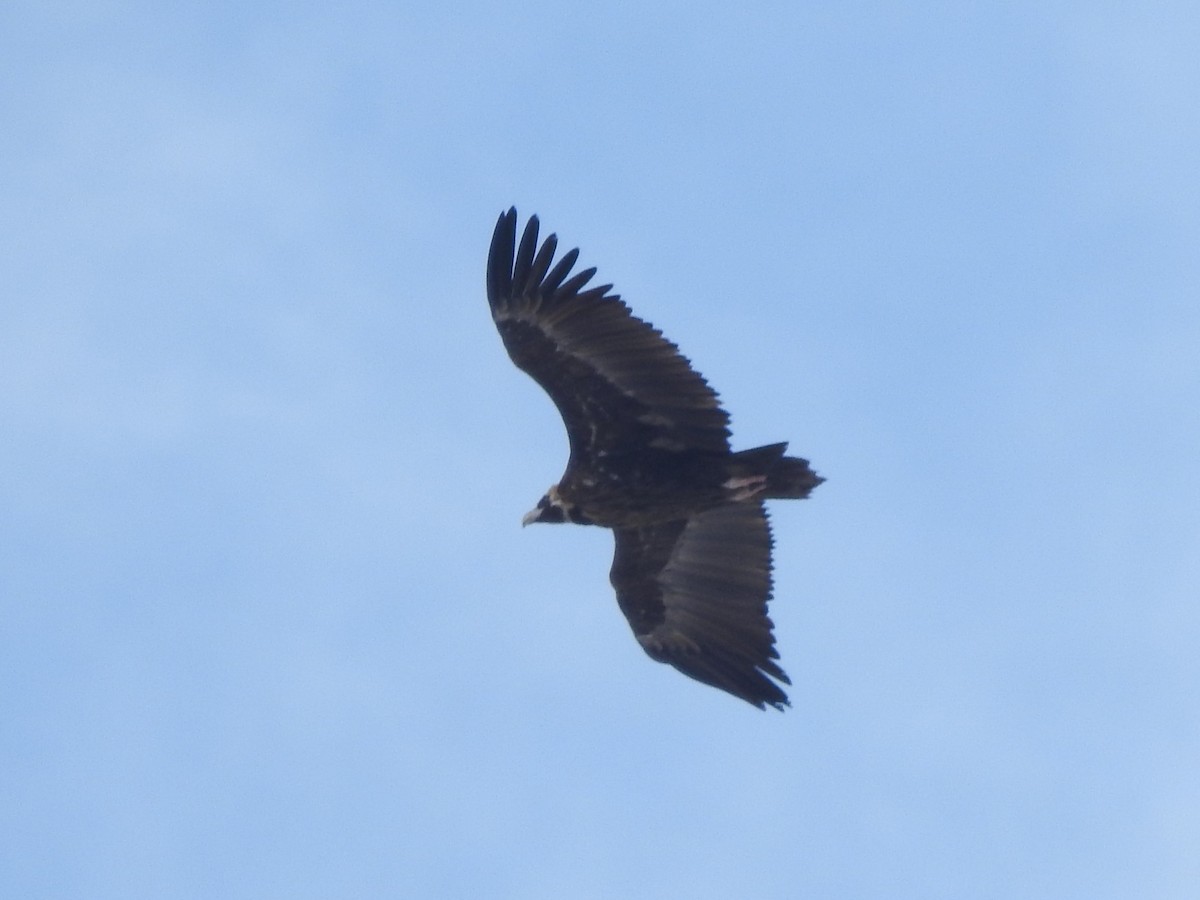 Cinereous Vulture - ML615422487
