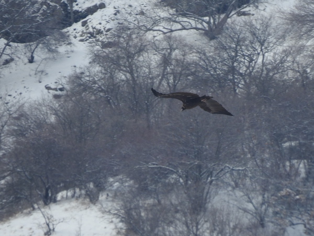 Cinereous Vulture - ML615422488