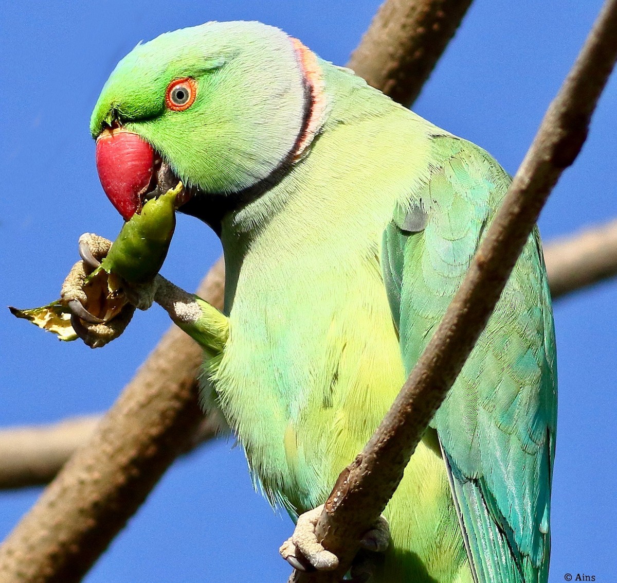 Rose-ringed Parakeet - ML615422525