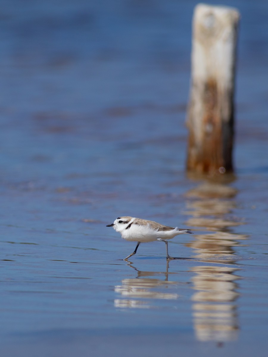 Snowy Plover - ML615422555