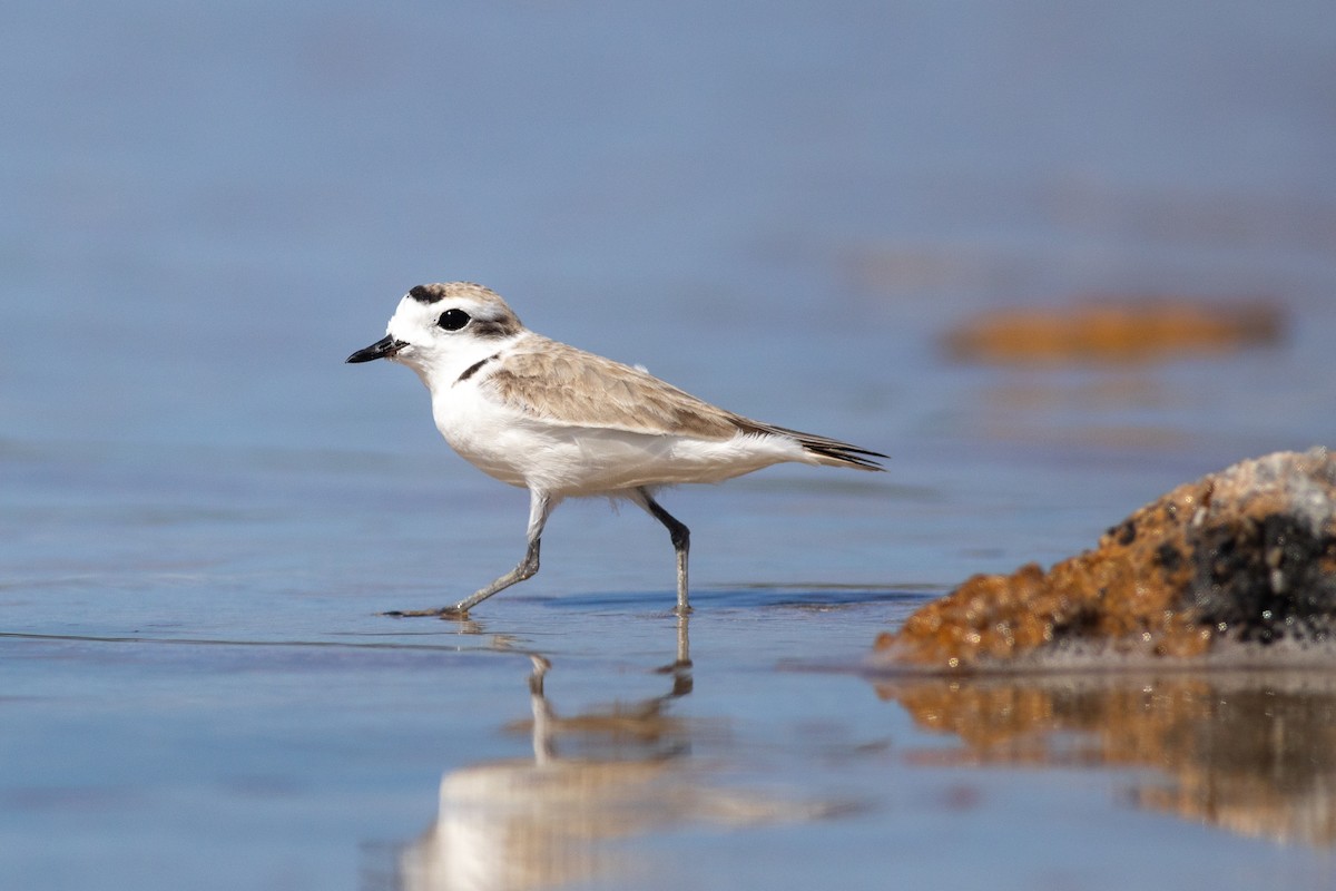 Snowy Plover - ML615422558