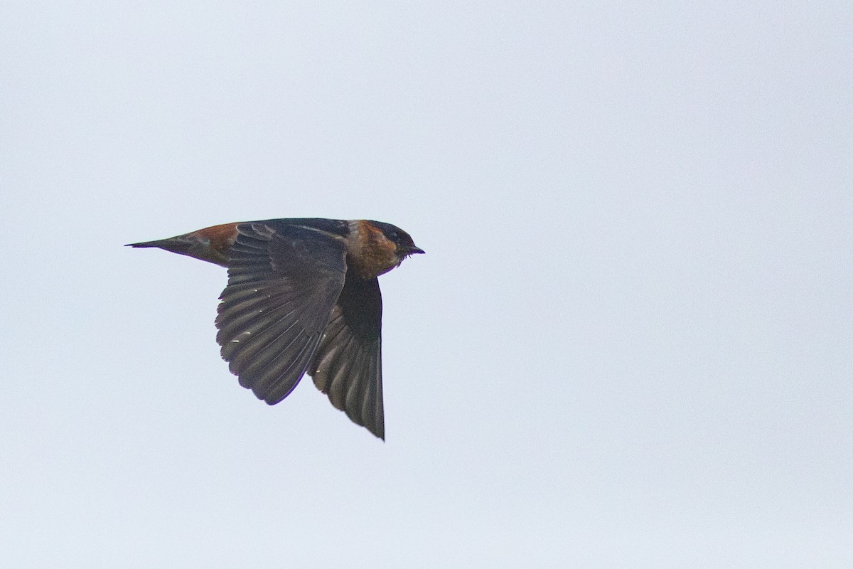 Golondrina Pueblera - ML615422588