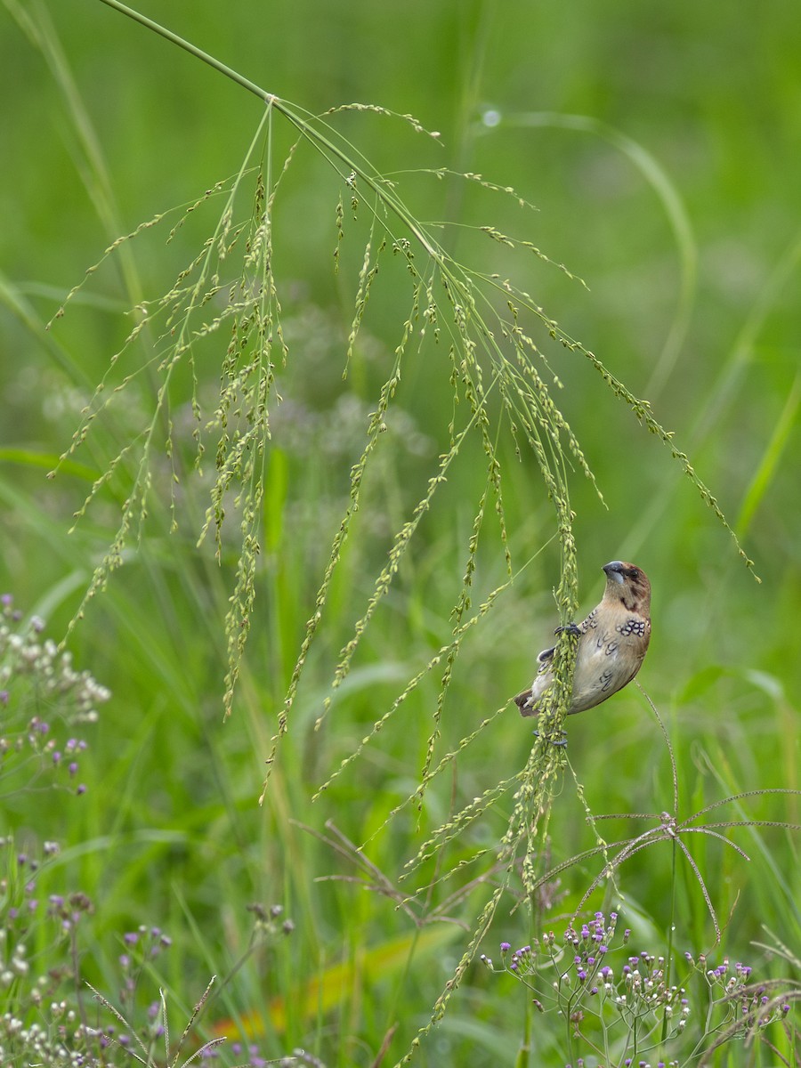 Scaly-breasted Munia - Zsombor Károlyi