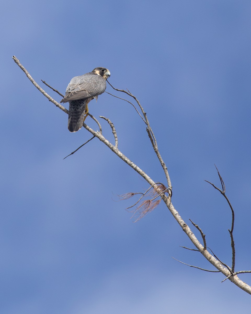 Peregrine Falcon - Zsombor Károlyi