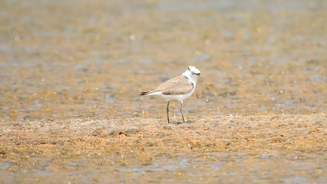 シロチドリ（seebohmi） - ML615422627